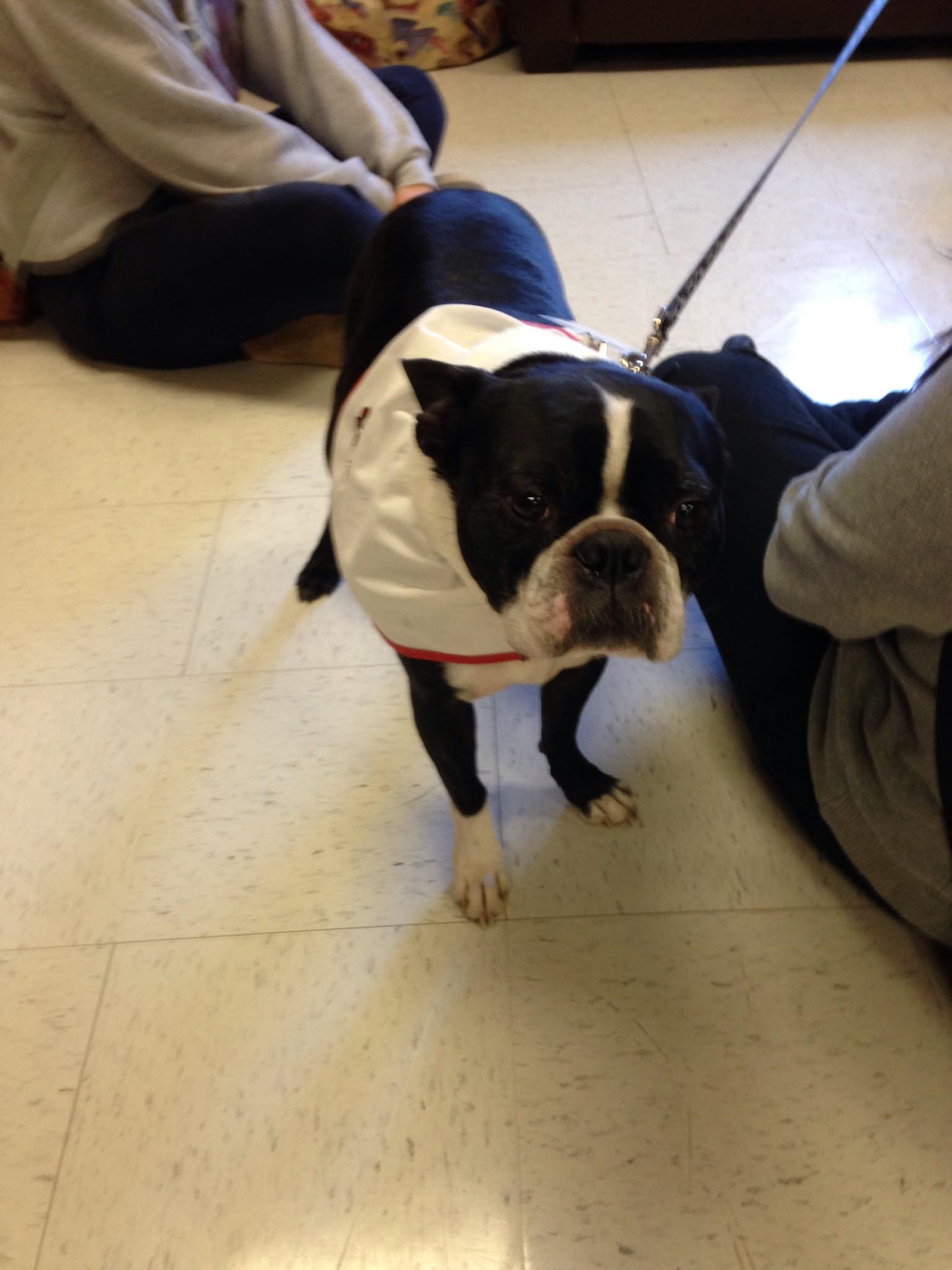 therapy dog