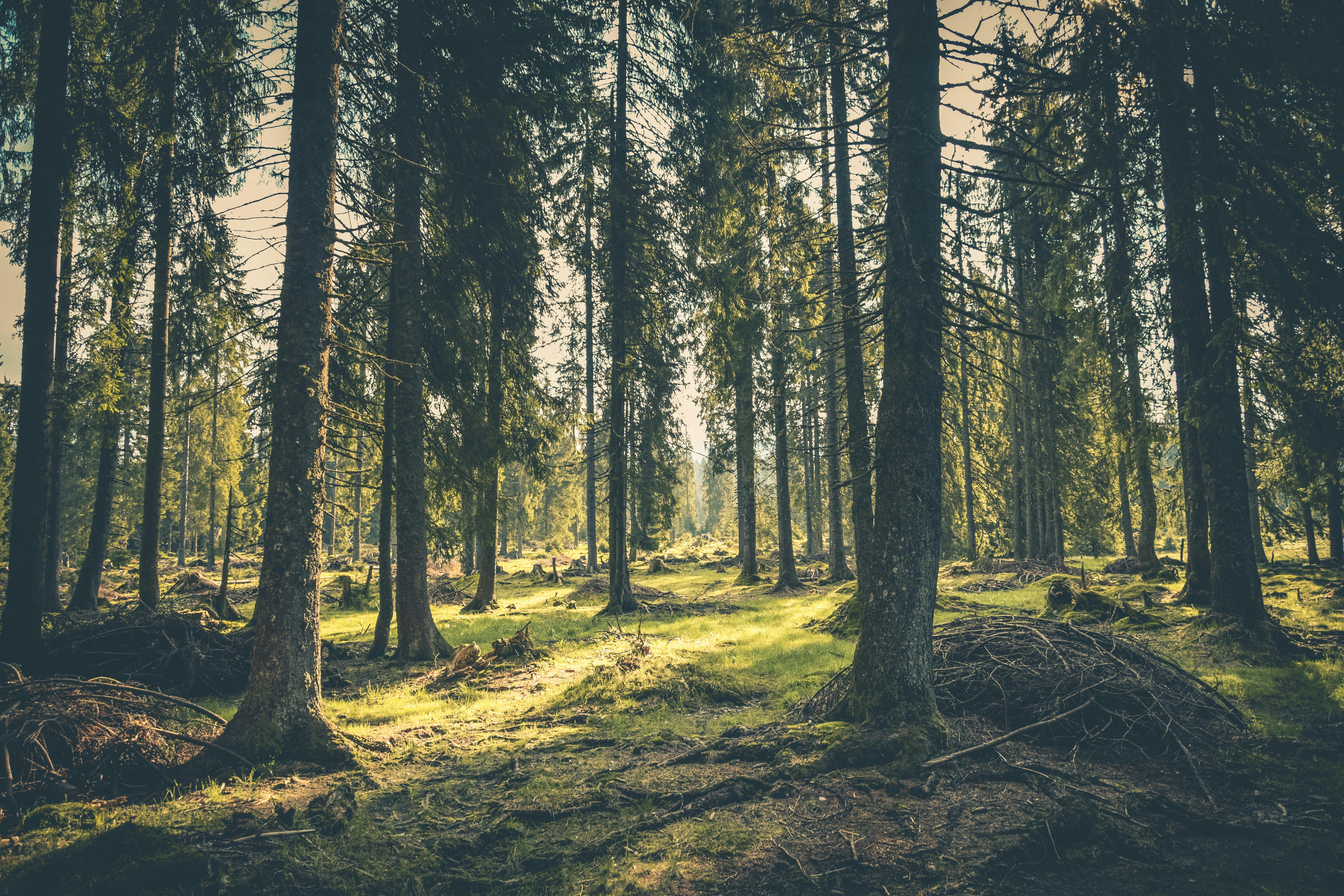 Forest with tall coniferous trees and mossy ground